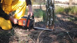 Best Storm Damage Tree Cleanup  in Johnstonville, CA