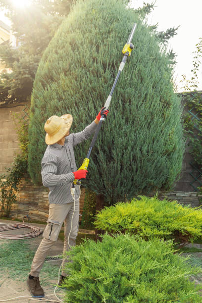 Best Hedge Trimming  in Johnstonville, CA